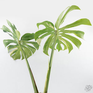 Monstera Deliciosa 'Yoda' (wk24-UM)