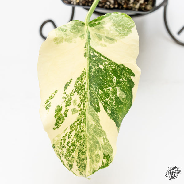 Monstera Deliciosa 'Creme Brûlée' (wk4-UI)