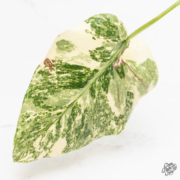 Monstera Deliciosa 'Creme Brûlée' (wk4-UI)