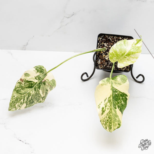 Monstera Deliciosa 'Creme Brûlée' (wk4-UI)