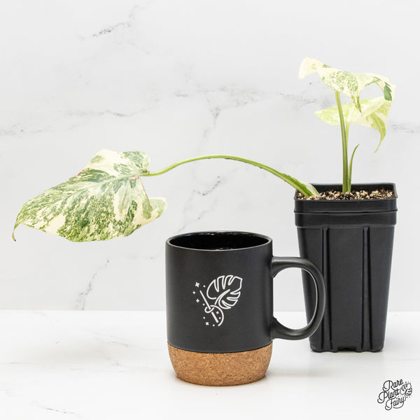 Monstera Deliciosa 'Creme Brûlée' (wk4-UI)