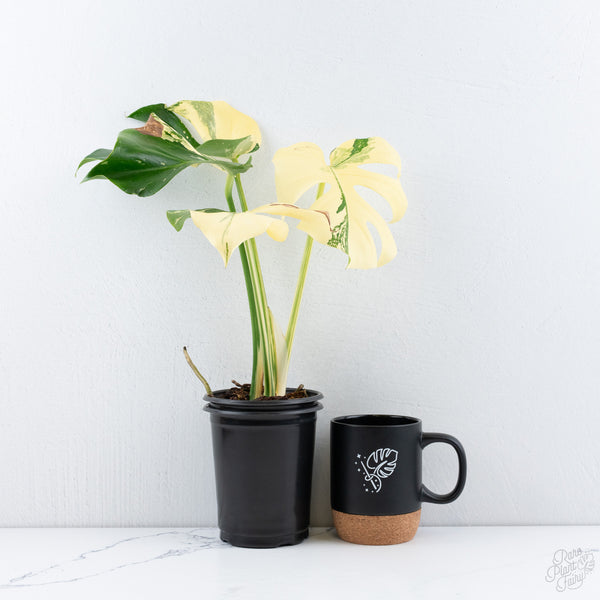 Monstera Deliciosa 'Creme Brûlée' (wk10-UE)