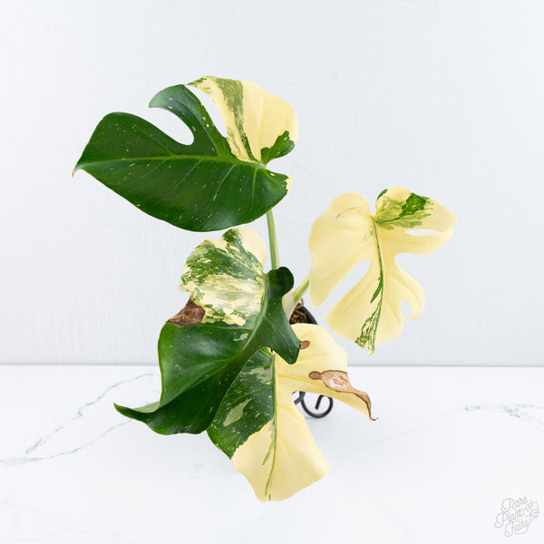 Monstera Deliciosa 'Creme Brûlée' (wk10-UE)