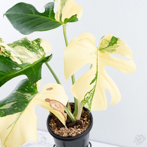 Monstera Deliciosa 'Creme Brûlée' (wk10-UE)