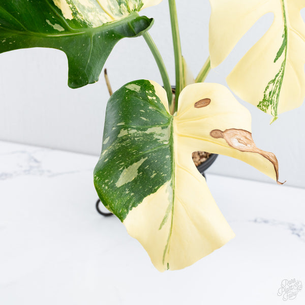 Monstera Deliciosa 'Creme Brûlée' (wk10-UE)