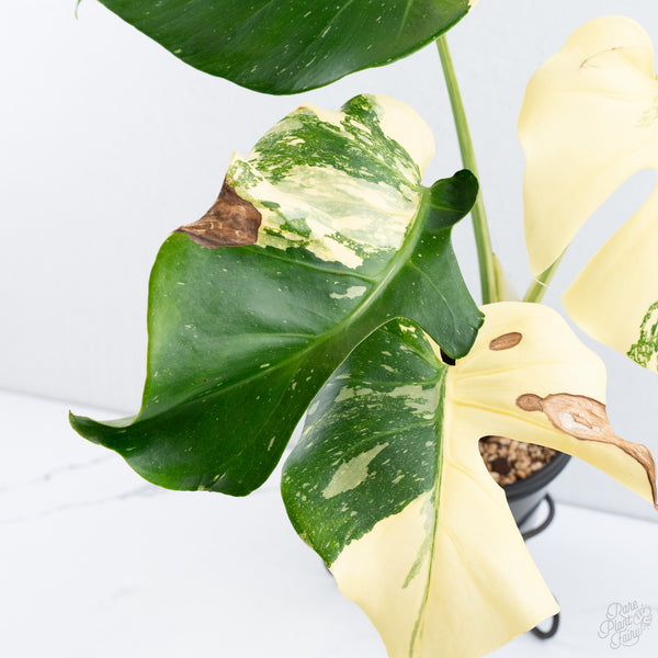 Monstera Deliciosa 'Creme Brûlée' (wk10-UE)