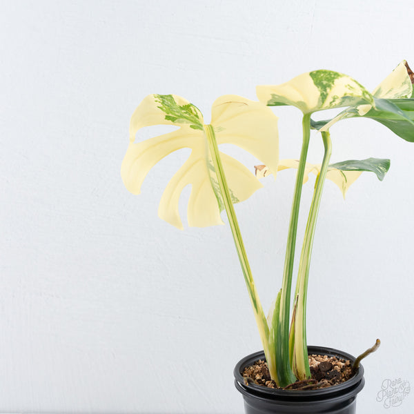 Monstera Deliciosa 'Creme Brûlée' (wk10-UE)