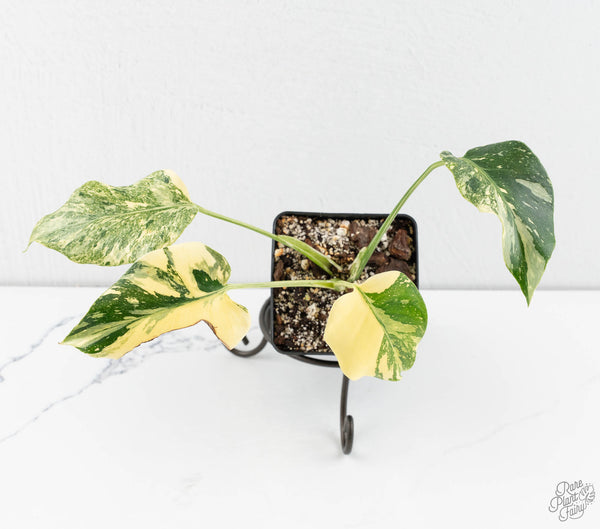 Monstera Deliciosa 'Creme Brûlée' (wk11-C)