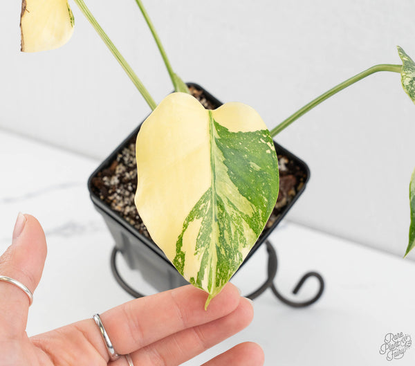 Monstera Deliciosa 'Creme Brûlée' (wk11-C)