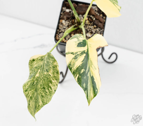 Monstera Deliciosa 'Creme Brûlée' (wk11-C)