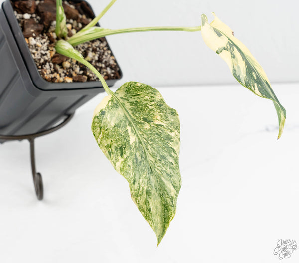 Monstera Deliciosa 'Creme Brûlée' (wk11-C)