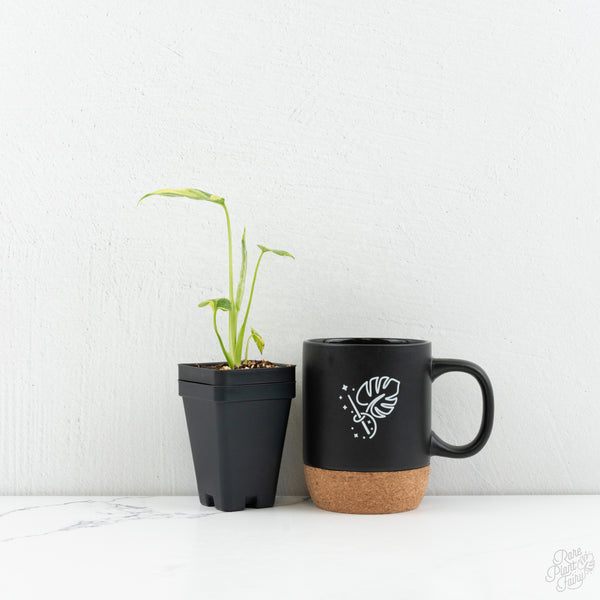 Monstera Deliciosa 'Electrolyte' *Starter Size- Preorder *