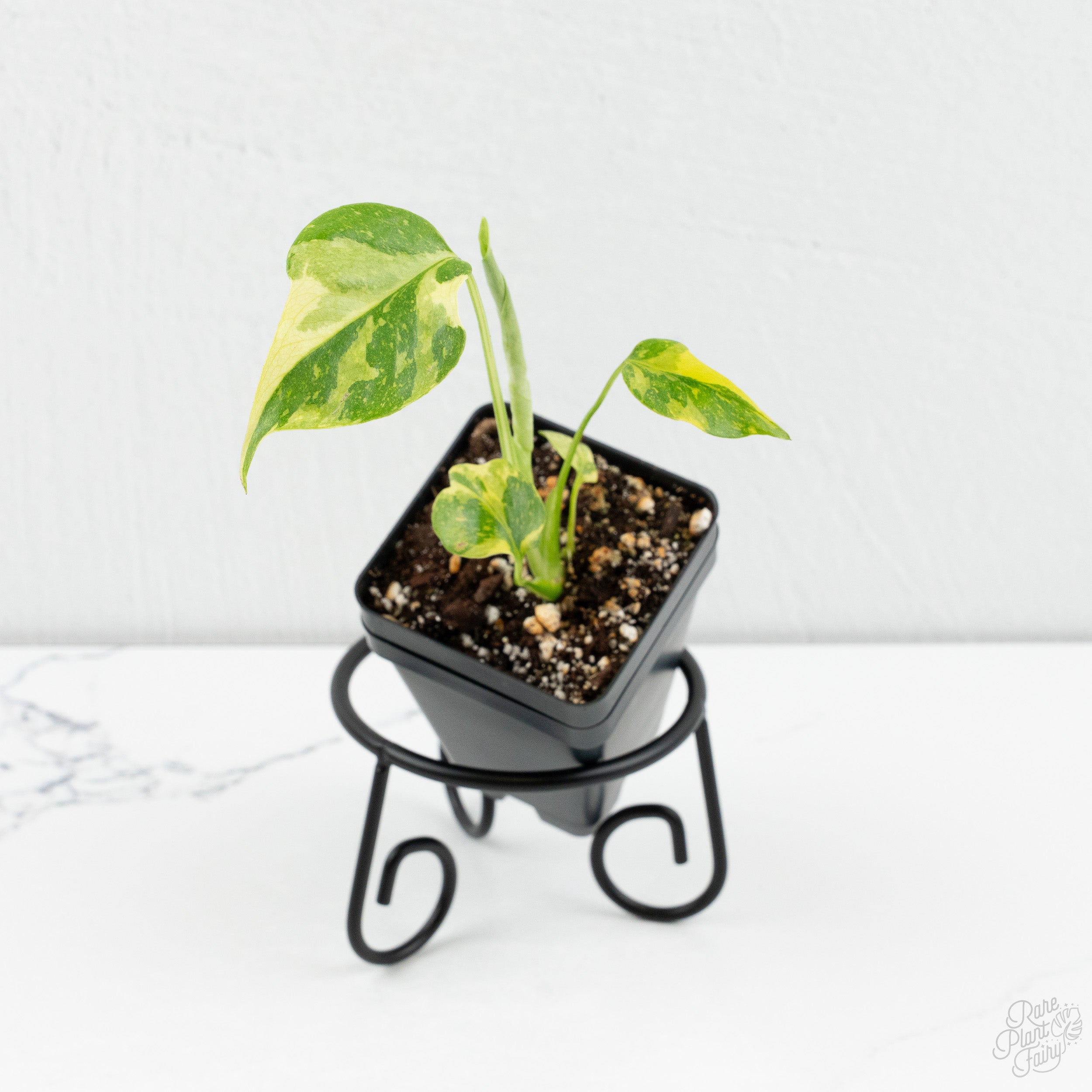 purchase monstera plant Monstera deliciosa 'Electrolyte' *Grower's Choice*