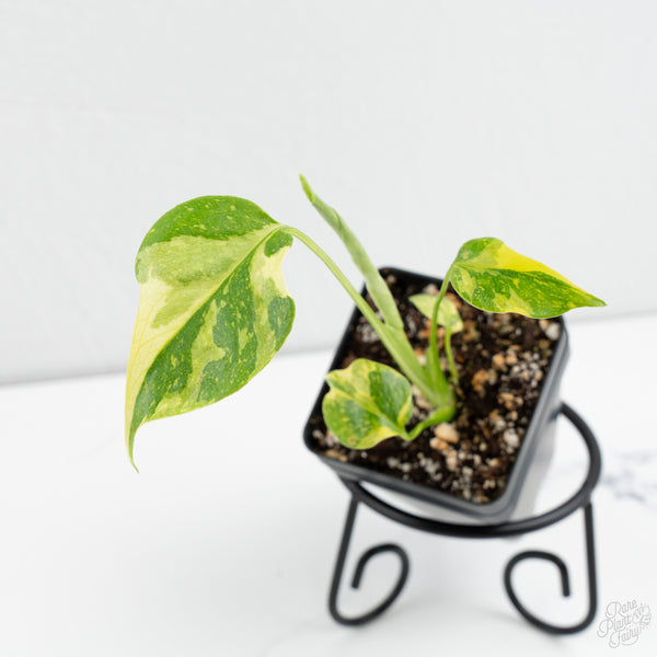 Monstera Deliciosa 'Electrolyte' *Starter Size- Preorder *