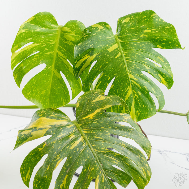 Monstera Deliciosa 'Electrolyte' *Starter Size- Preorder *