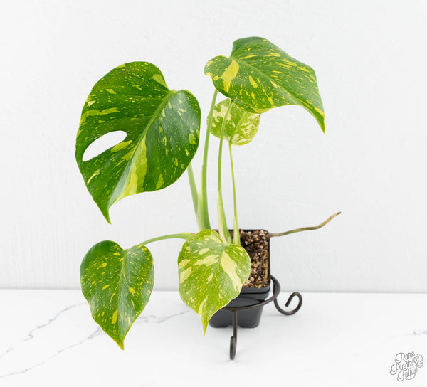 Monstera Deliciosa 'Electrolyte' (wk11-UP)