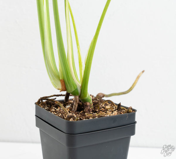 Monstera Deliciosa 'Electrolyte' (wk11-UP)