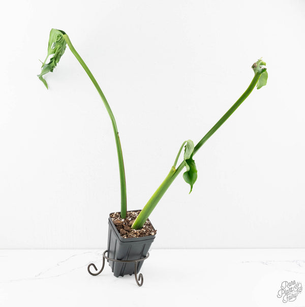 Monstera Deliciosa 'Hurricane' (wk11-UL)