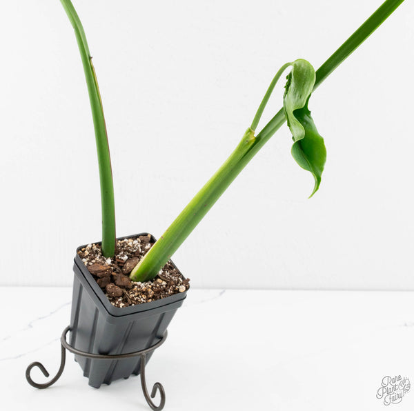 Monstera Deliciosa 'Hurricane' (wk11-UL)