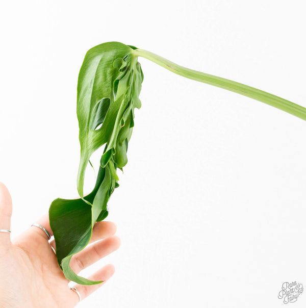 Monstera Deliciosa 'Hurricane' (wk11-UL)