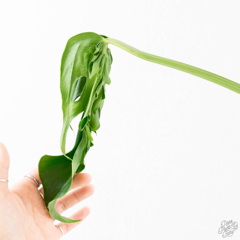 Monstera Deliciosa 'Hurricane' (wk34-U42)