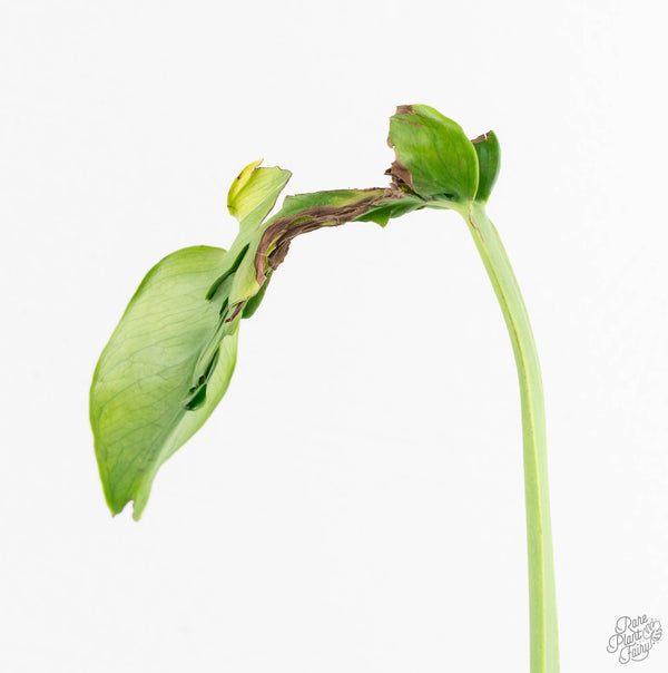 Monstera Deliciosa 'Hurricane' (wk11-UL)