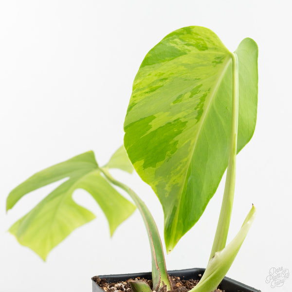 Monstera Deliciosa 'Light Lime' (wk9-US)