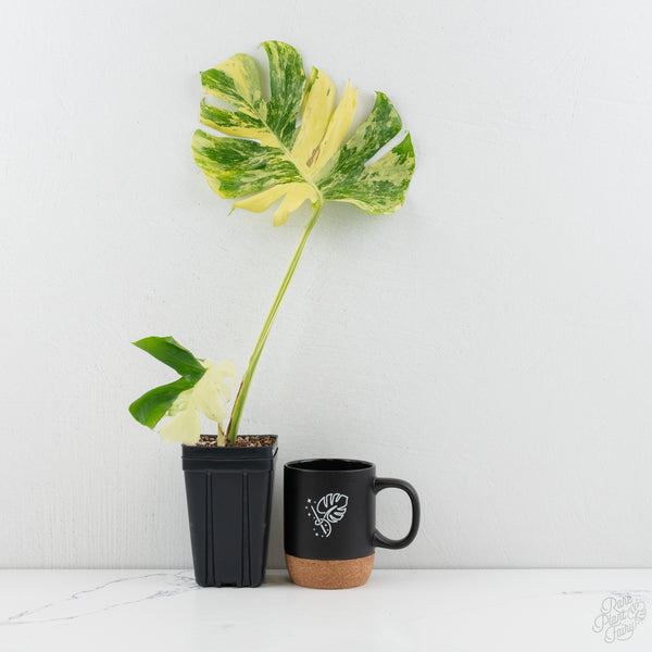 Monstera Deliciosa 'Masterpiece' (wk9-UQ)