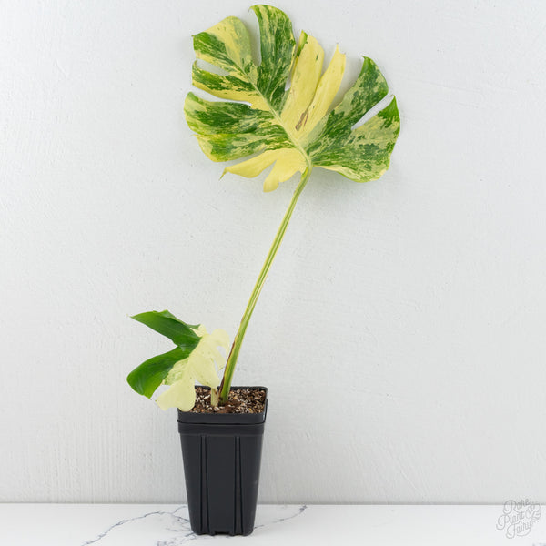 Monstera Deliciosa 'Masterpiece' (wk9-UQ)