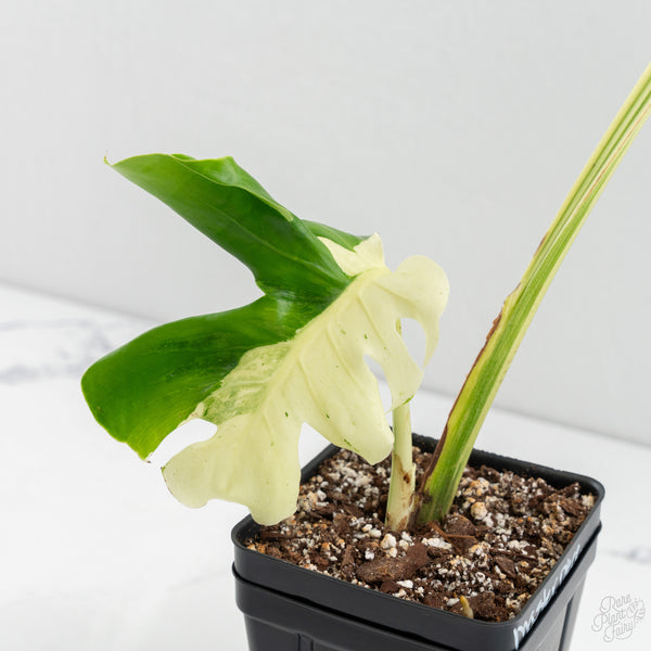 Monstera Deliciosa 'Masterpiece' (wk9-UQ)