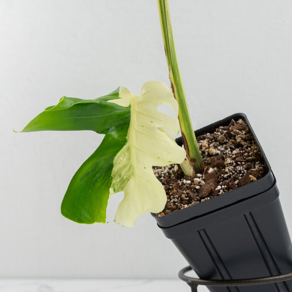 Monstera Deliciosa 'Masterpiece' (wk9-UQ)