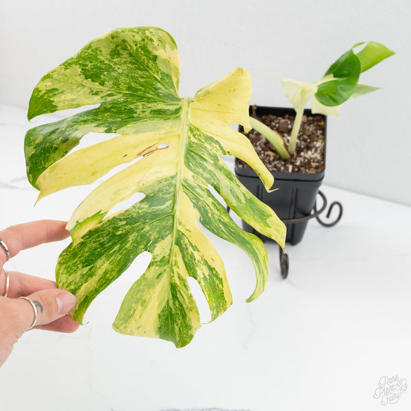 Monstera Deliciosa 'Masterpiece' (wk9-UQ)