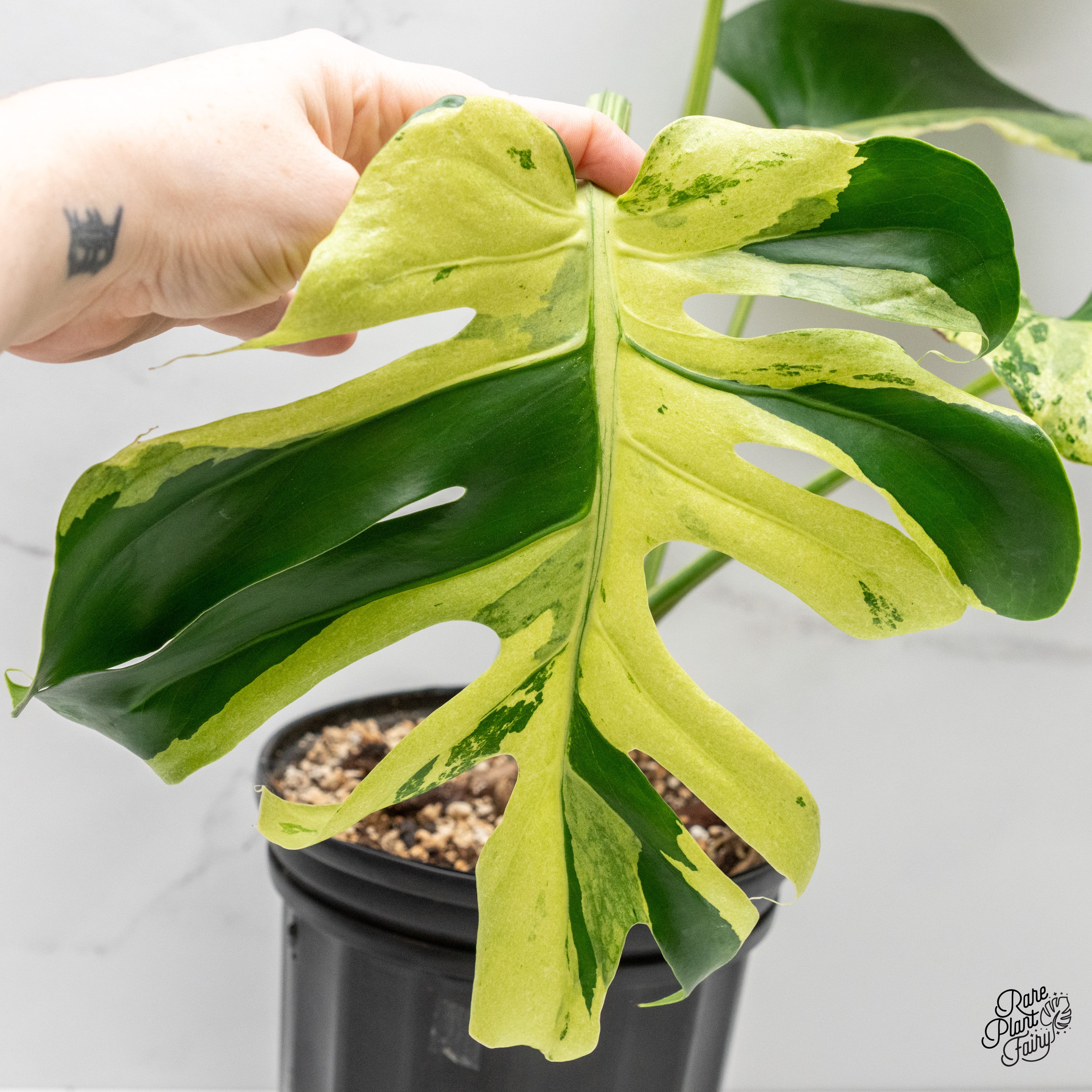 Monstera Deliciosa 'Ocean Mint' (wk2-UE) – Rare Plant Fairy