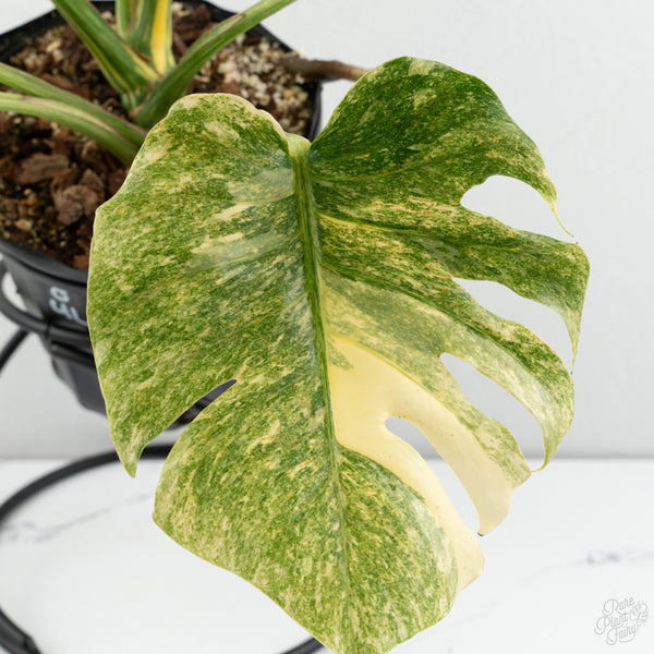 Monstera Deliciosa 'Platinum (wk8-UL)