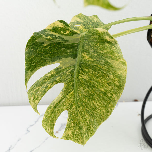Monstera Deliciosa 'Platinum (wk8-UL)