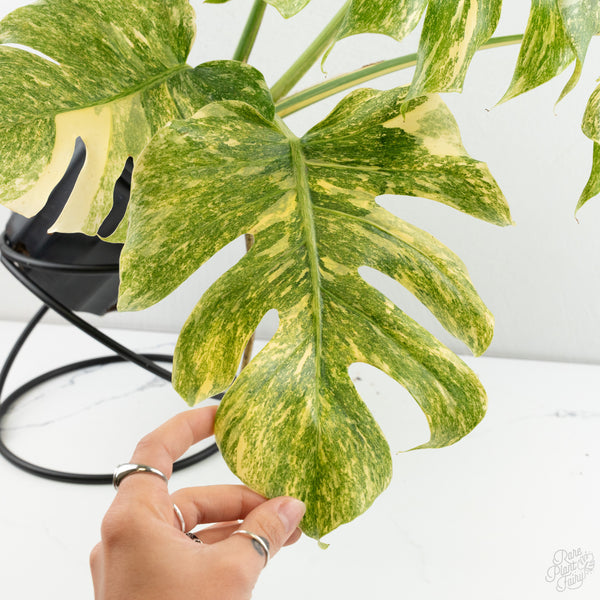 Monstera Deliciosa 'Platinum (wk8-UL)