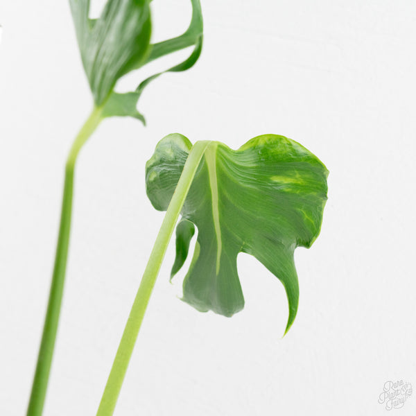 Monstera Deliciosa 'Unniiae' (wk9-UR)