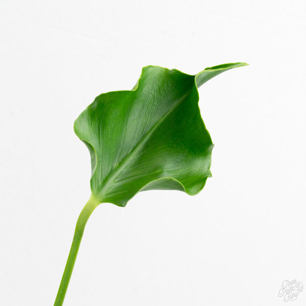 Monstera Deliciosa 'Unniiae' (wk9-UR)