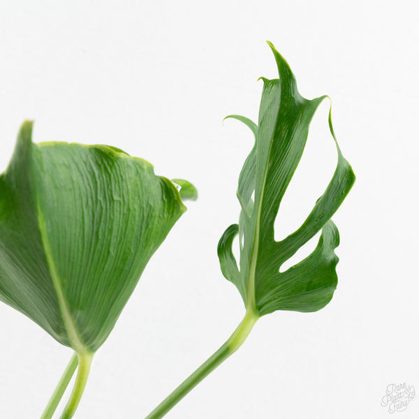 Monstera Deliciosa 'Unniiae' (wk9-UR)
