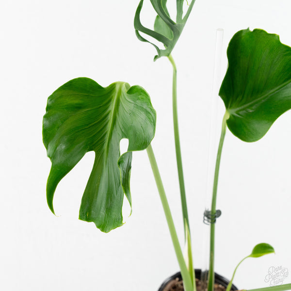 Monstera Deliciosa 'Unniiae' (wk9-UR)