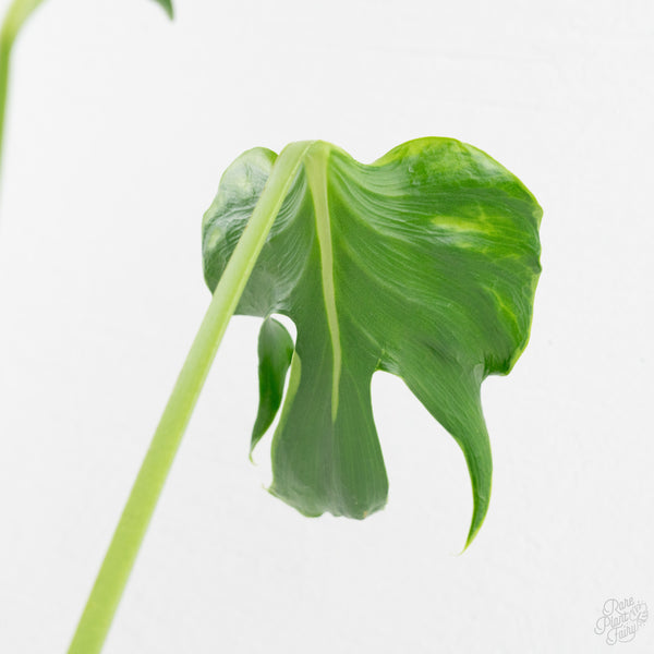 Monstera Deliciosa 'Unniiae' (wk9-UR)