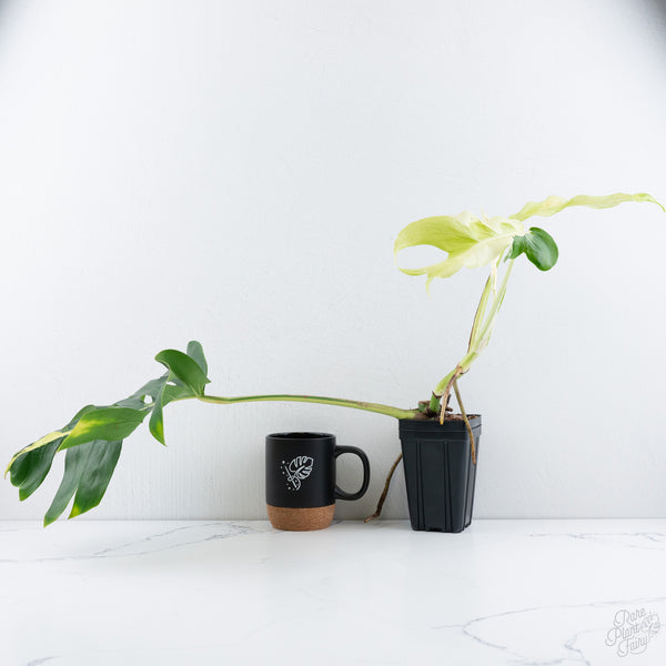 Monstera Deliciosa 'White Lava' (wk10-UF)