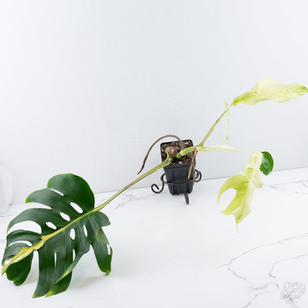 Monstera Deliciosa 'White Lava' (wk10-UF)