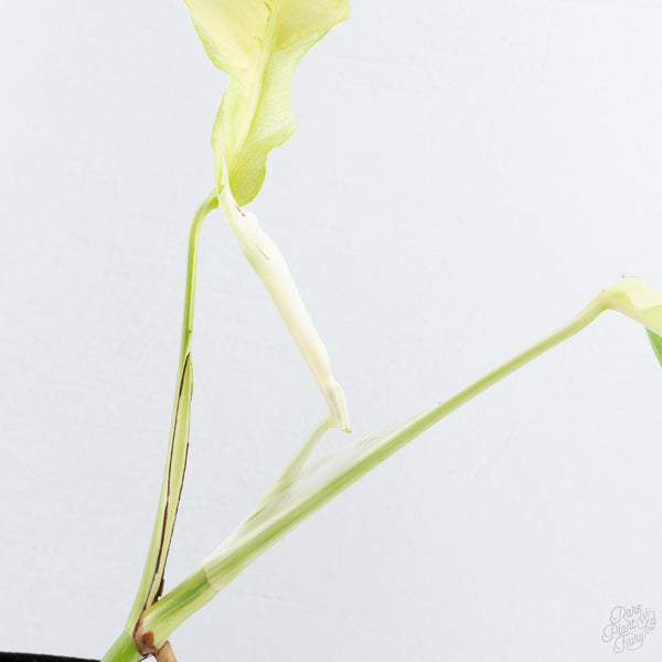 Monstera Deliciosa 'White Lava' (wk10-UF)