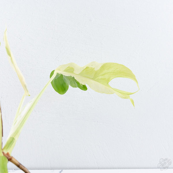Monstera Deliciosa 'White Lava' (wk10-UF)