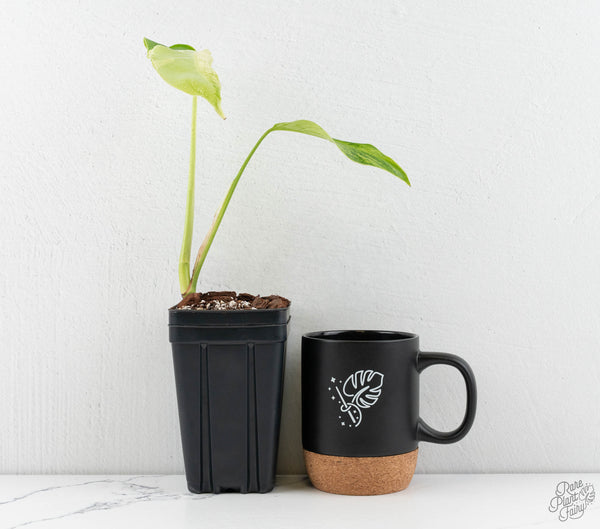 Monstera Deliciosa 'White Lava' (wk11-UM)