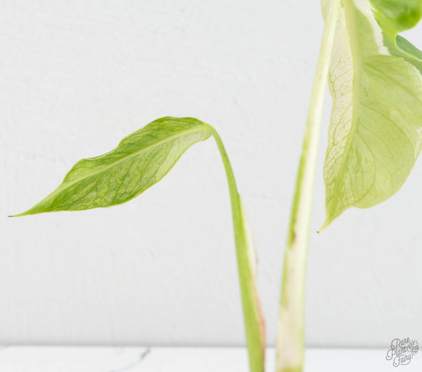 Monstera Deliciosa 'White Lava' (wk11-UM)