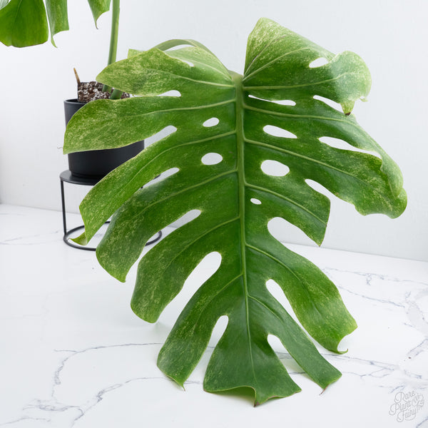 Monstera Deliciosa 'White Tear' (wk10-UA)