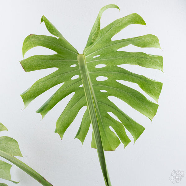 Monstera Deliciosa 'White Tear' (wk10-UA)