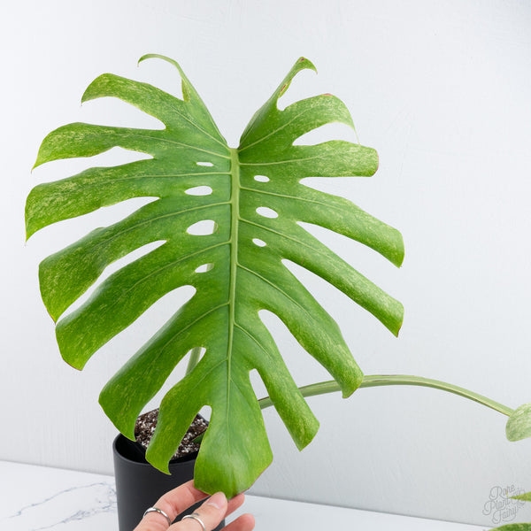 Monstera Deliciosa 'White Tear' (wk10-UA)